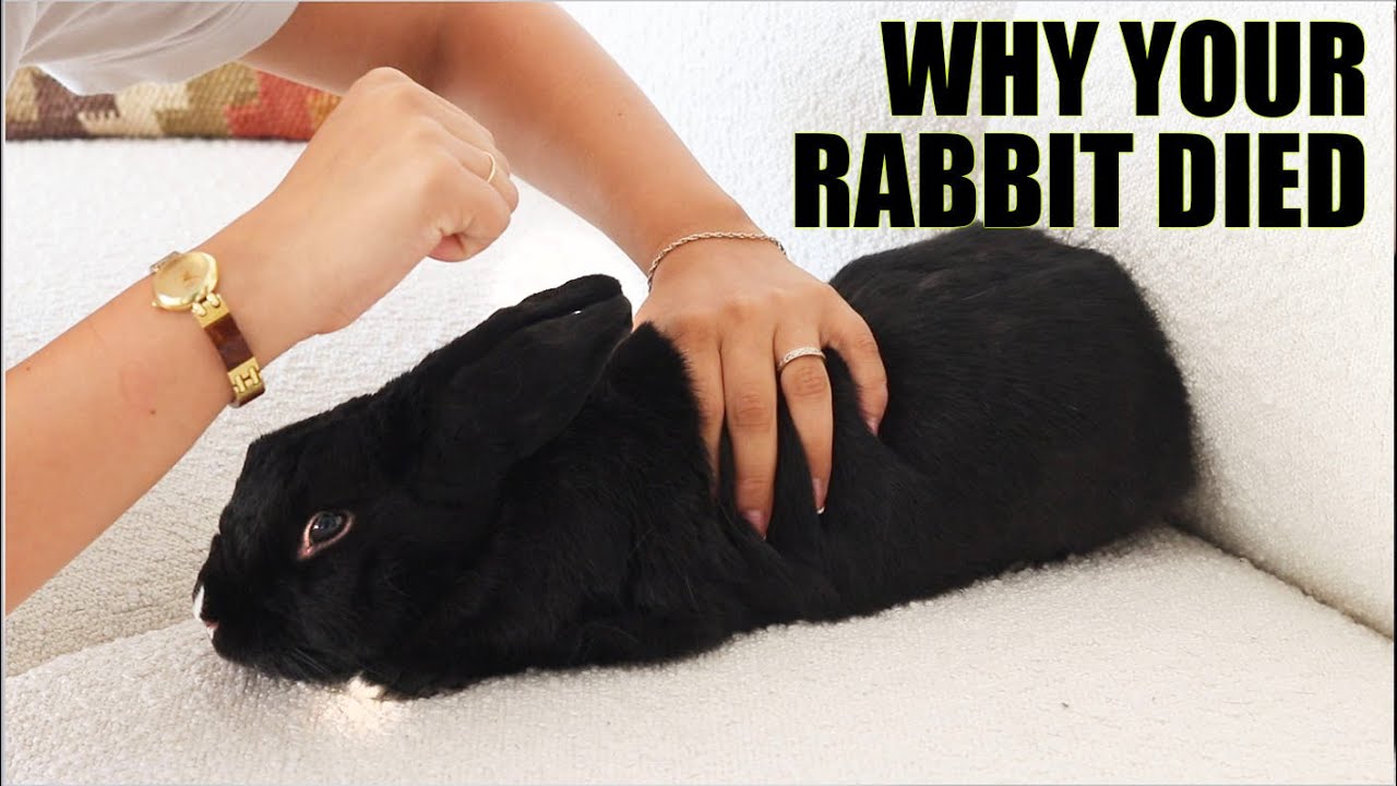 10 Signs That Your Rabbit is Dying 