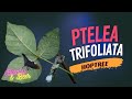 Plant profile ptelea trifoliata wafer ash hoptree