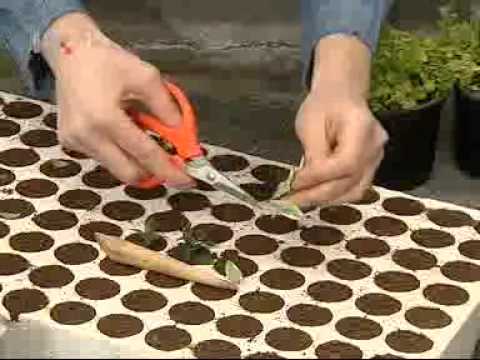 Video: Pomoč za rumene liste na rastlini bršljana - zakaj listi bršljana postanejo rumeni