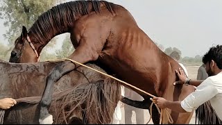 “Beautiful Horse Power – Grace Meets Pure Strength”