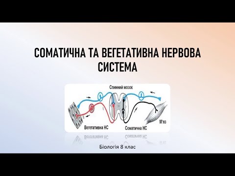 Біологія людини. Соматична та вегетативна нервова система