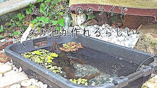 タライで、メダカ池作ってみた。