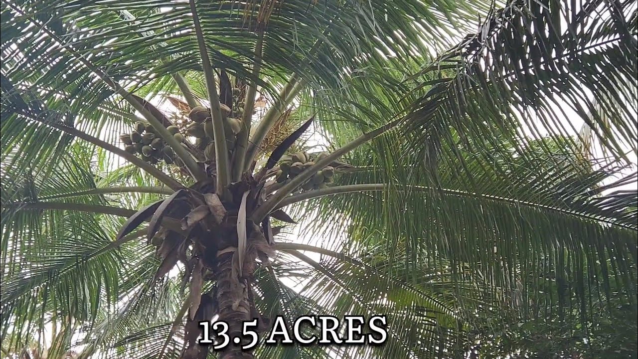 COCONUT FARM FOR SALE..COIMBATORE.. KOLATHUPALAYAM.. YouTube