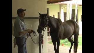Horse Massage:  Using the Head Up Technique with the Masterson Method®