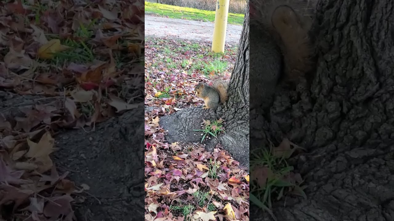 Squirrel eating out of control. YouTube