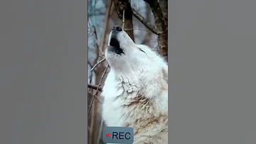 بعينى رأيت الذئب يحلب نملة 