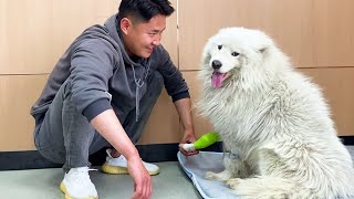 “Thank You Dayao For Saving Me”The Imprisoned Samoyed Carefully Pleases People  Fearing Being Hurt