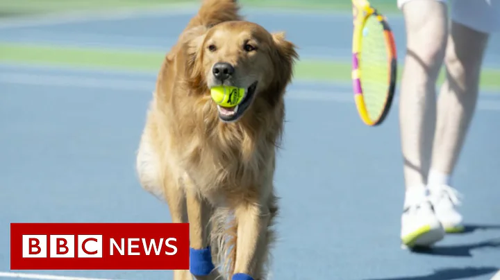 Tennis club tries to train dogs to be tennis 'ball boys' for Wimbledon - BBC News - DayDayNews