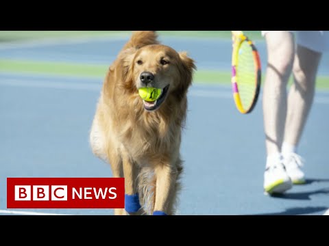 Video: Pet Scoop: Husky zachránil od búrky, psi Play Ball Boys na tenisový zápas