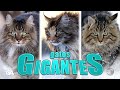 ¡Los gatos más grandes del mundo!