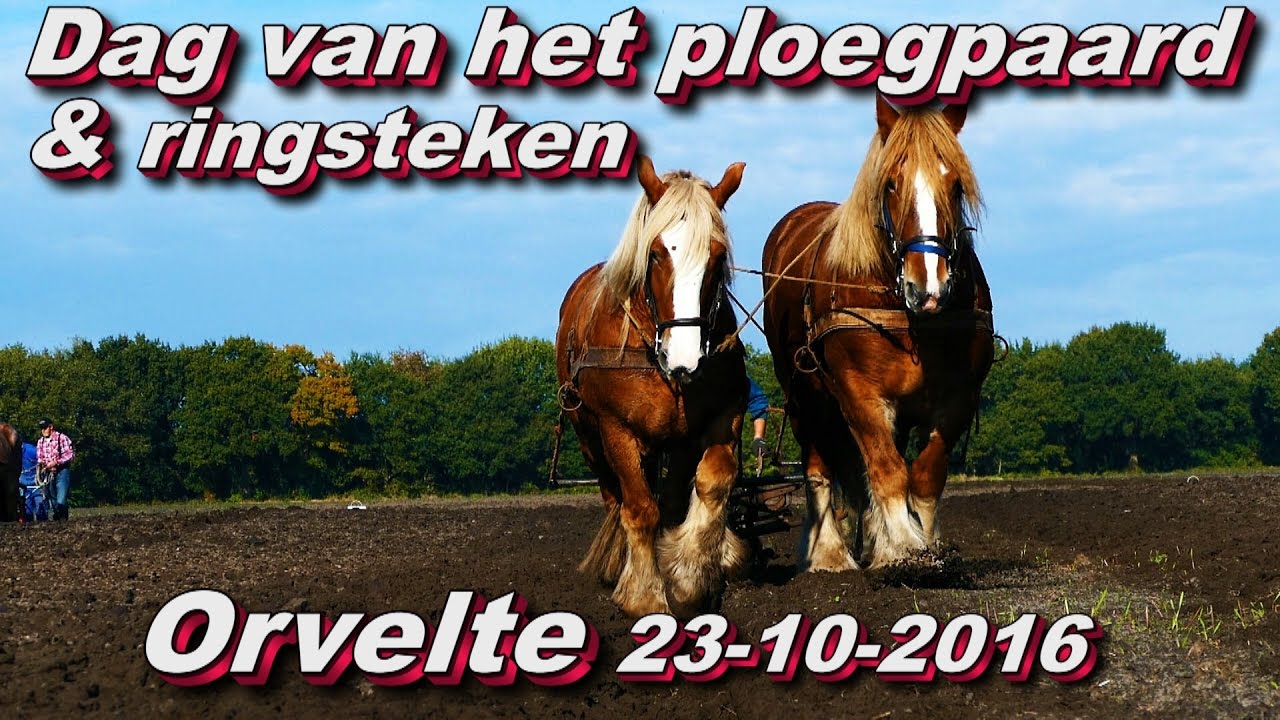 Dag van het ploegpaard en ringsteken,Orvelte 23 10 2016
