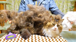 ファーミネーターで長毛種の大型猫が夏バージョンに変貌を遂げる瞬間が最高に気持ち良い！【ボス吉 FURminator】