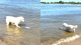 Funny Dog Scared Of Fish - WooGlobe Funnies