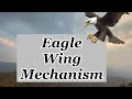 Eagle Wing Mechanism @atmyhappyplace8003  / Moving Eagle