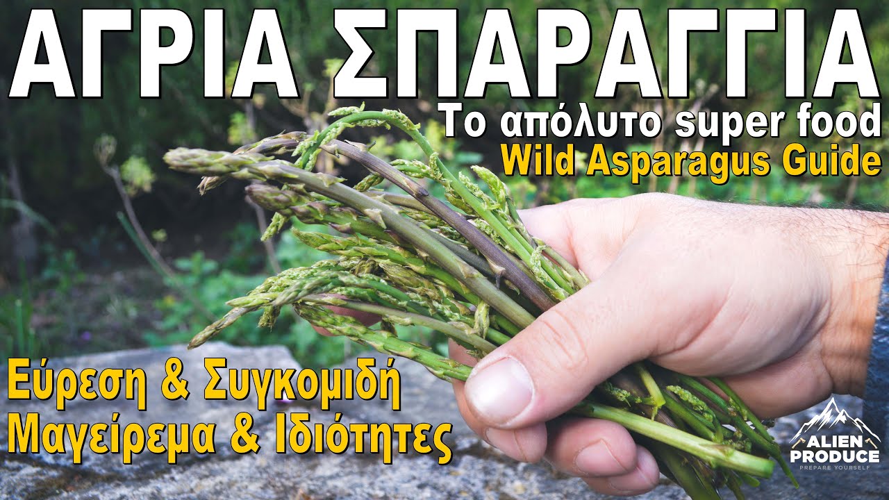 Σπαράγγι Άγριο / Υπερτροφή Υψηλής Διατροφικής Αξίας – Αναγνώριση & Συγκομιδή * Wild Asparagus Guide