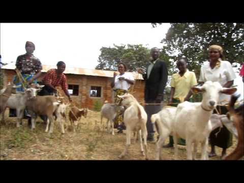 Goats in Kenya