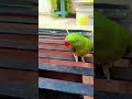 parrot voice#short#vairal#veido
