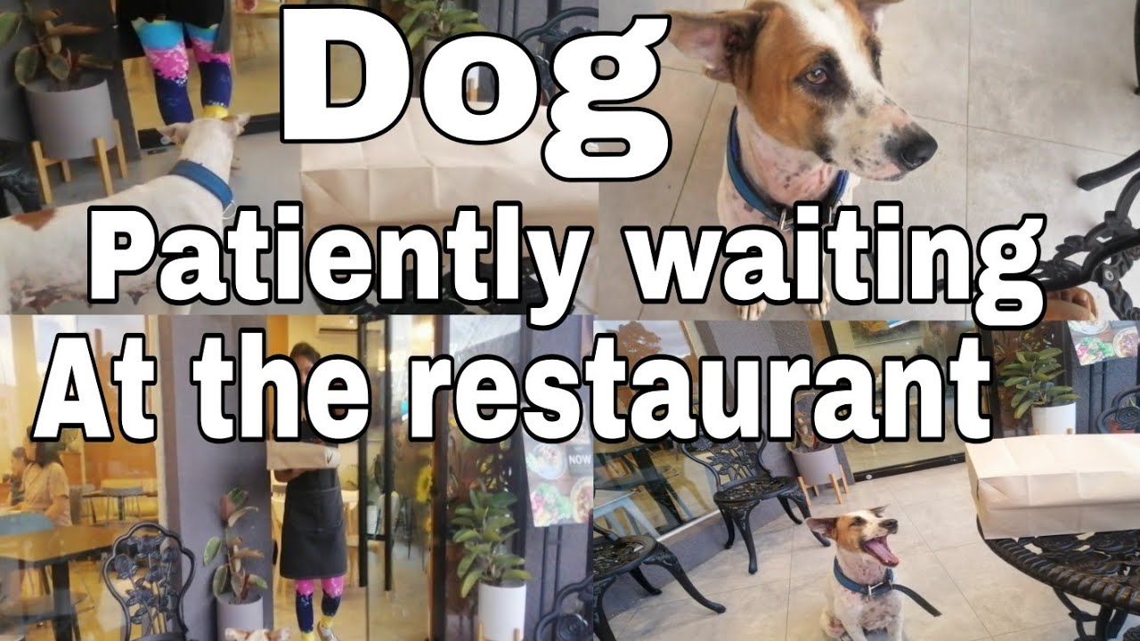 dog patiently waiting at the restaurant. - YouTube