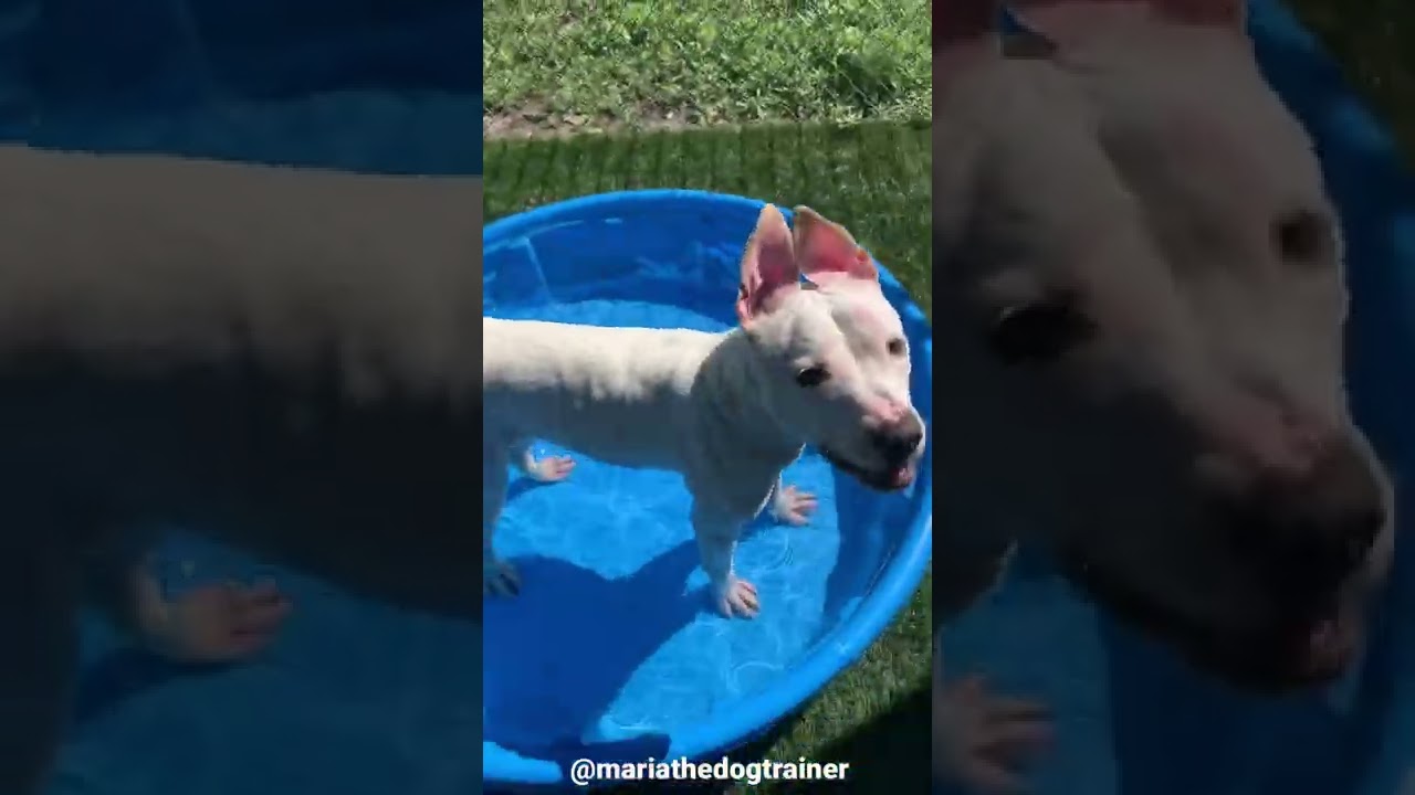 MariaTheDogTrainer & Snow 