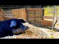 BUILDING A PIG FARROWING PEN / REDNECK engineering pig birthing stalls / DIY pallet build for pigs