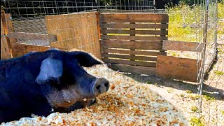 BUILDING A PIG FARROWING PEN / REDNECK engineering pig birthing stalls / DIY pallet build for pigs