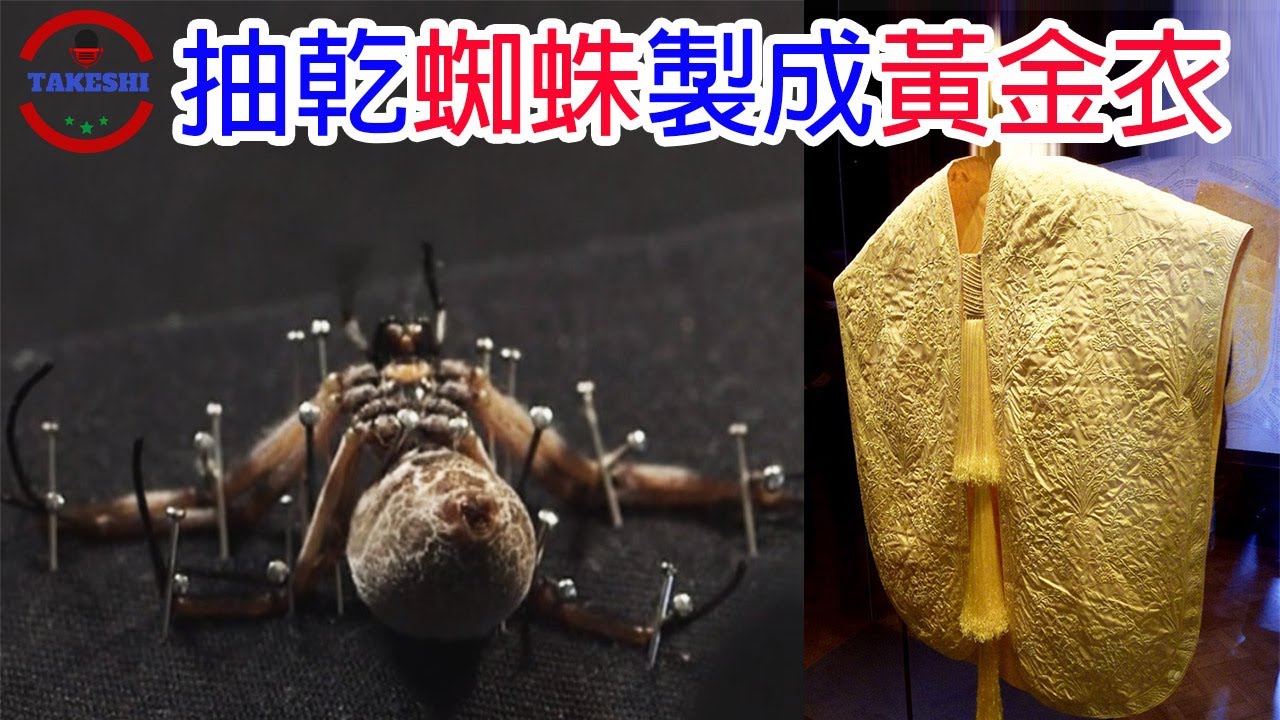 蜘蛛从哪里吐丝 毒蛇网爬宠吧