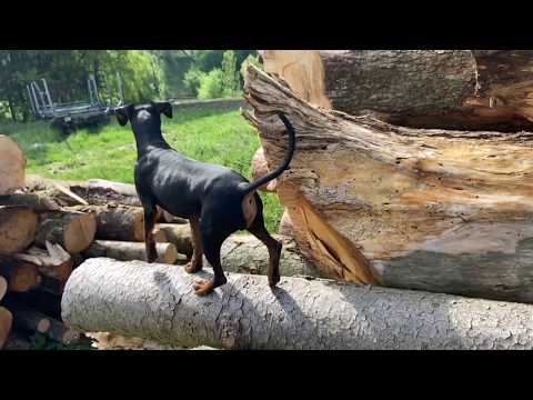 Cooper Holzstoßjump Slow Motion our dog jumps on a log in Slow motion
