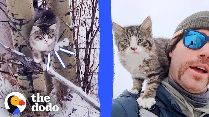 Guy Finds A Freezing Kitten While Hiking In The Snow | The Dodo - DayDayNews
