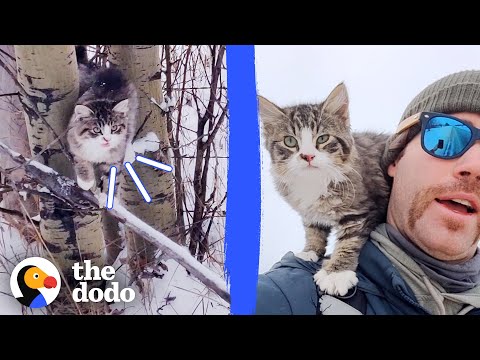 Video: Pet Scoop: Officer antar rädd kattunge, Freak snöstorm dödar tusentals nötkreatur