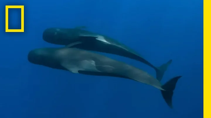 Striking Footage of Pilot Whales | Epic Adventures with Bertie Gregory on Disney+