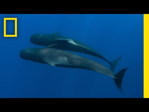 Striking Footage of Pilot Whales | Epic Adventures with Bertie Gregory on Disney+