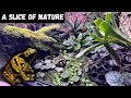 Poison Dart Frog Bioactive Vivarium Set Up Tutorial