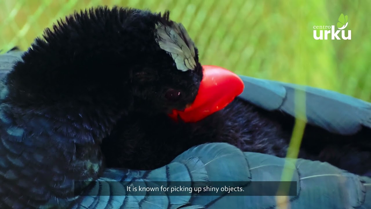 Historias de esperanza: Paujil