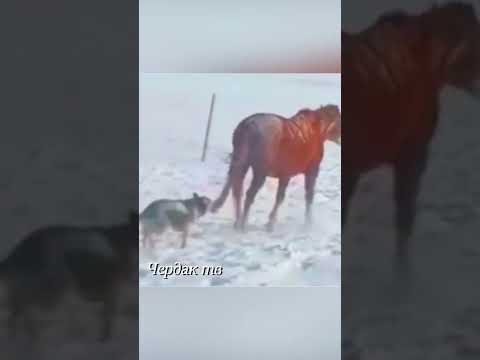 Волк вцепился в лошадь.