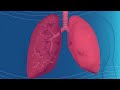 How COPD Affects Breathing