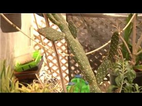 Home Landscaping Tips : How to Transplant Cactus Pieces