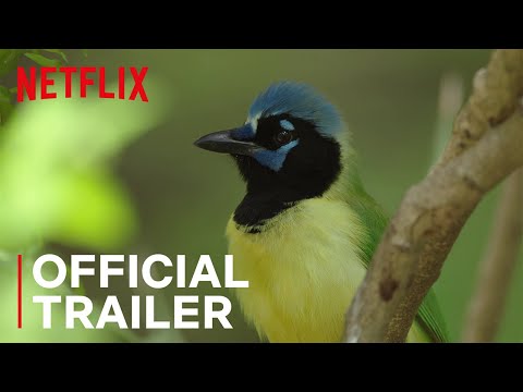 Birders | Main Trailer | Netflix