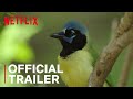 Birders  main trailer  netflix