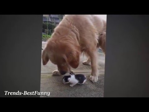 Video Lucu  Banget  bikin  ngakak  Anjing Lucu  Hewan  