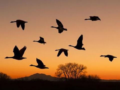 Video: Hangi Kuşlar Göçmendir