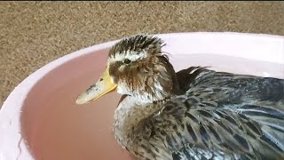 Hazel Taking A Bath || Part 04