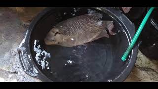 Gurame Super Babon..