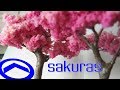 COSICAS NOOB - SAKURA