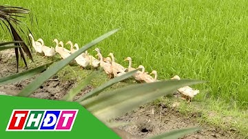 Nhân rộng mô hình canh tác kết hợp lúa - vịt | THDT
