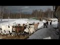 ФЕРМА ЖИВЕТ СВОЕЙ МАЛЕНЬКОЙ ЖИЗНЬЮ