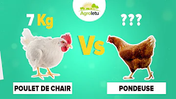 Quel est le poids d'une poule rousse ?