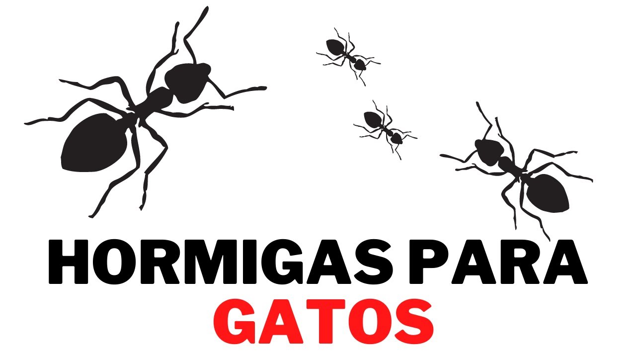 Video de Hormigas para Gatos 1 HORA Juego de Hormigas Corriendo en Pantalla YouTube