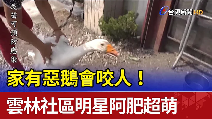 家有惡鵝會咬人！雲林社區明星阿肥超萌 - 天天要聞