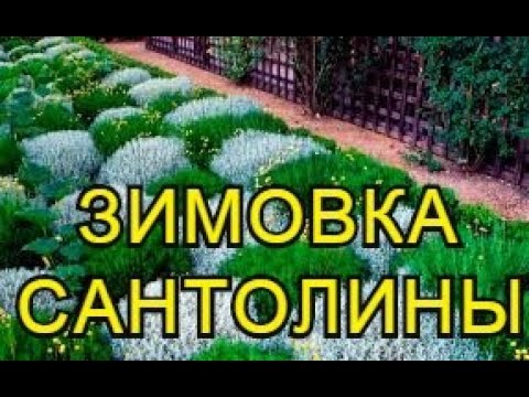 САНТОЛИНА подготовка к зиме. Укрытие на зиму.