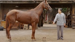 Кунг-Фу жеребец | Всем коням конь | В кино с 4 мая
